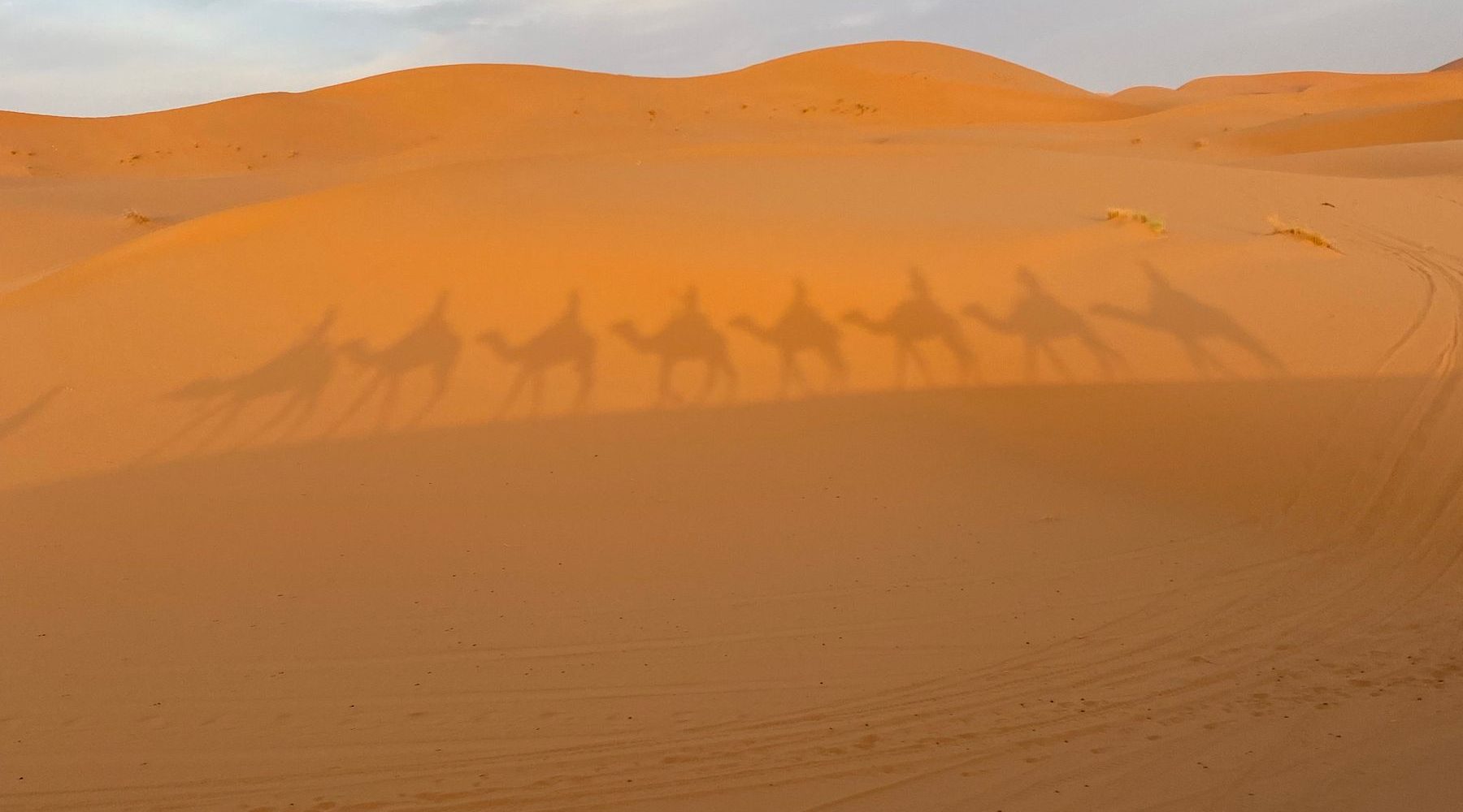 Shadows of a camel caravan on the dunes near Merzouga